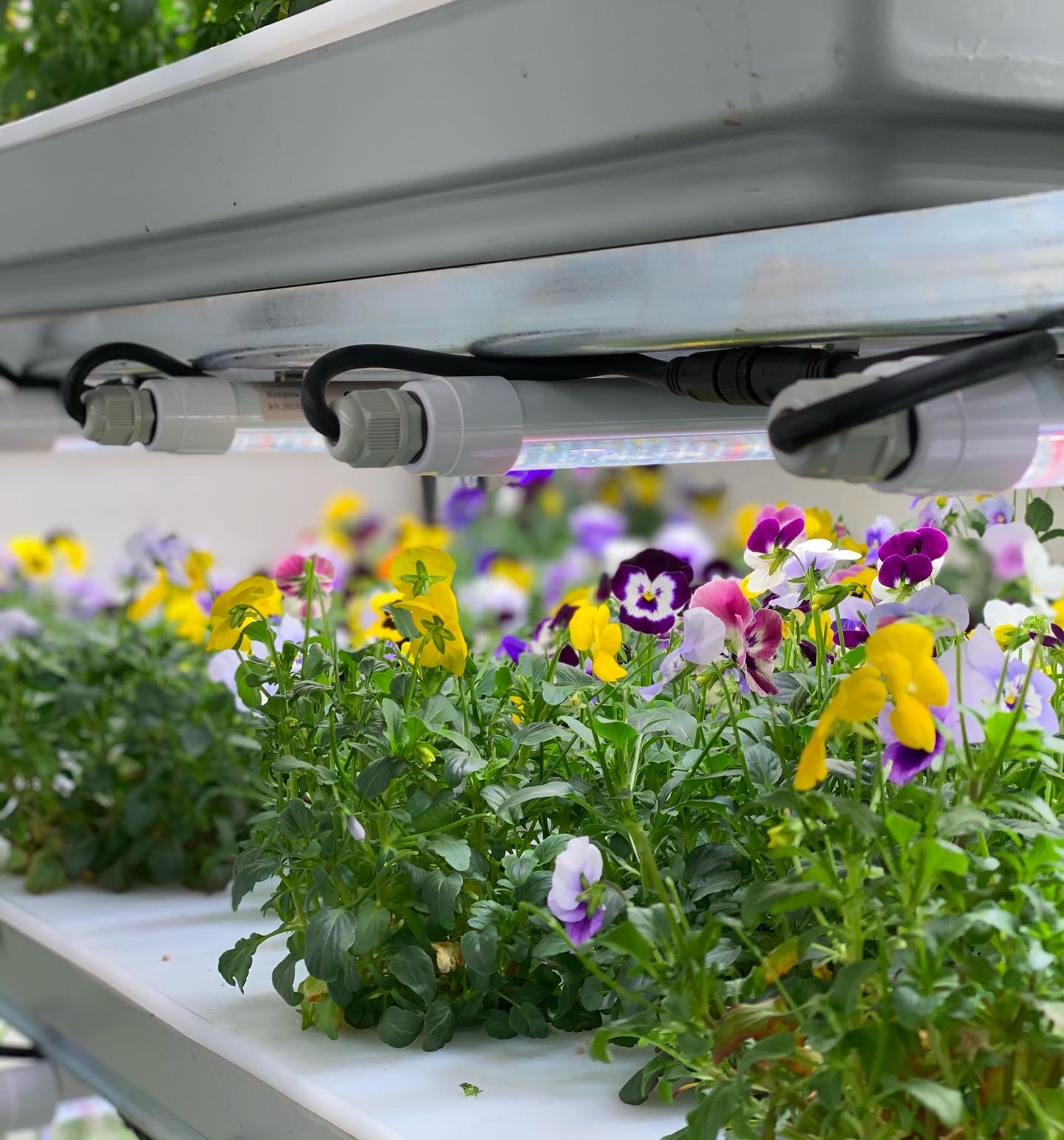 Fleurs comestibles en culture sous éclairage horticole