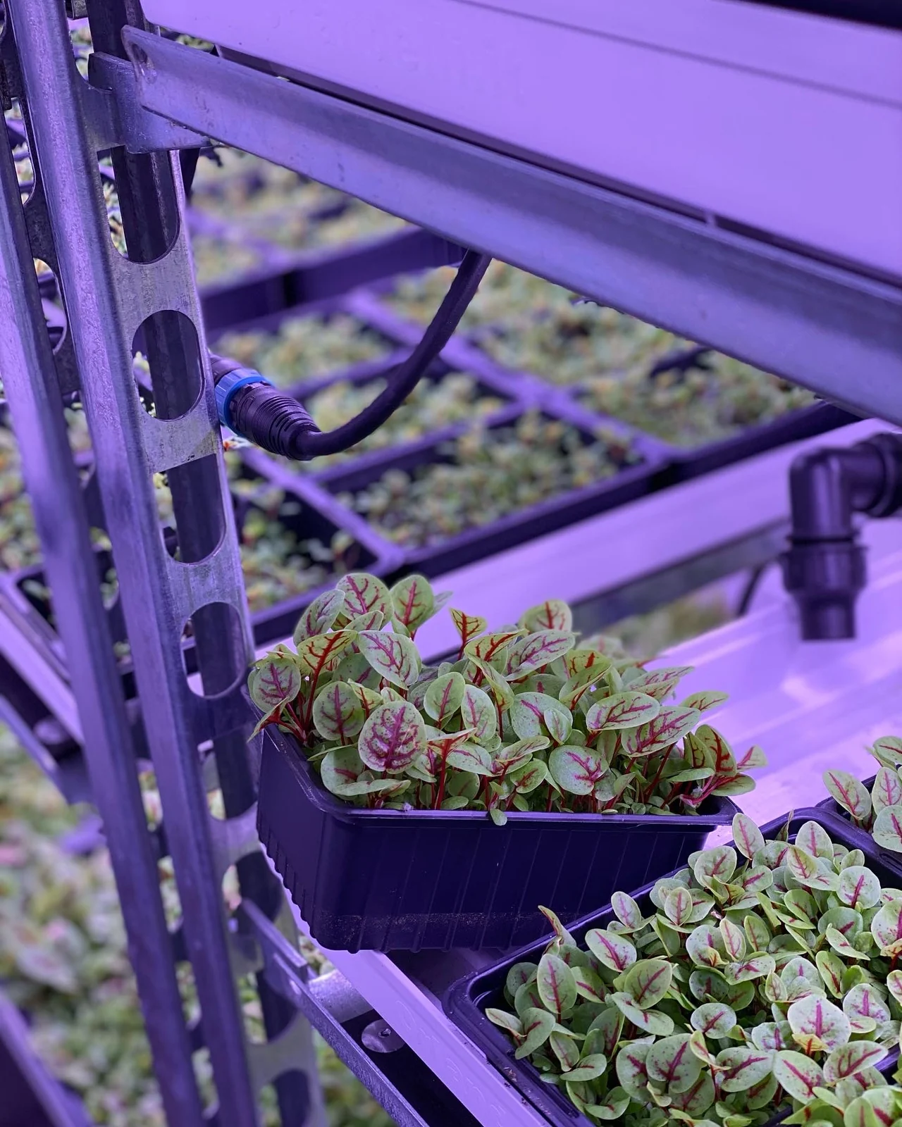 Micro-pousses vivantes d’oseille veinée en barquettes dans leur environnement de culture