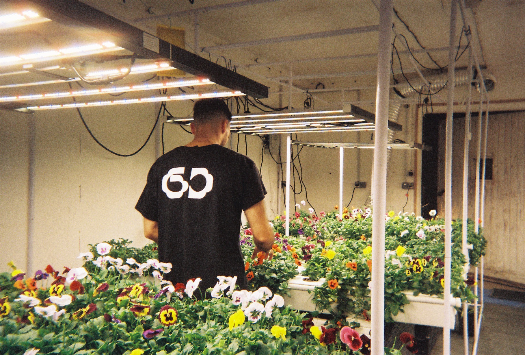 Culture de fleurs comestibles dans l’atelier Grow Deal